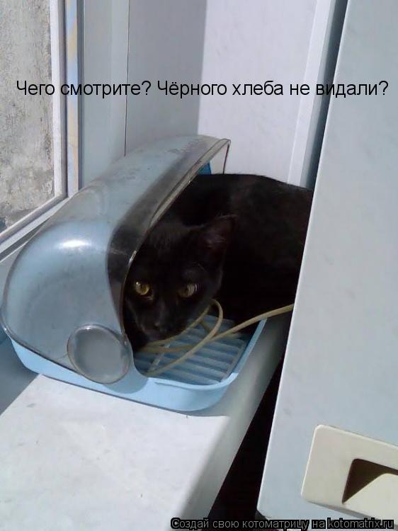 Чего смотрите? Чёрного хлеба не видали?... Котоматрица: Чего смотрите? Чёрного хлеба не видали?
