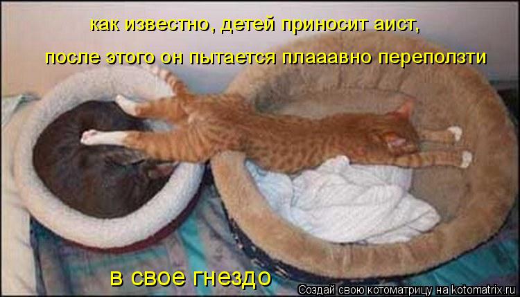 как известно, детей приносит аист, после этого он пытается плааавно переползти в свое гнездо... Котоматрица: как известно, детей приносит аист, после этого он пытается плааавно переползти в свое гнездо