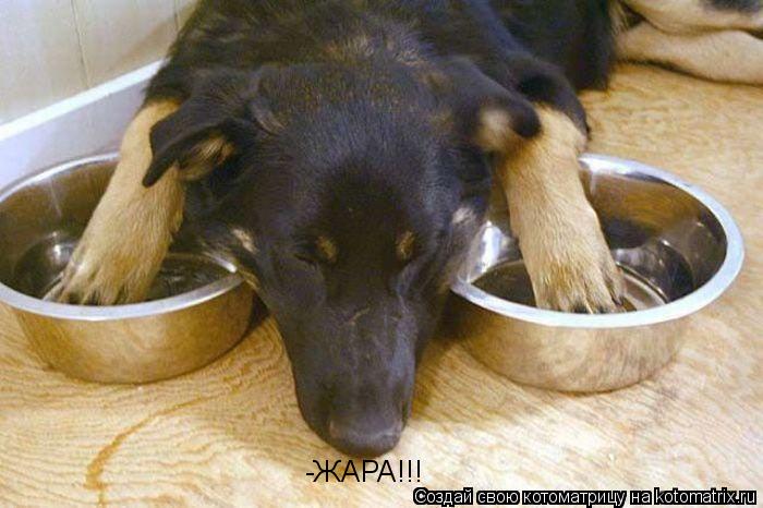 -ЖАРА!!!... Котоматрица: -ЖАРА!!!