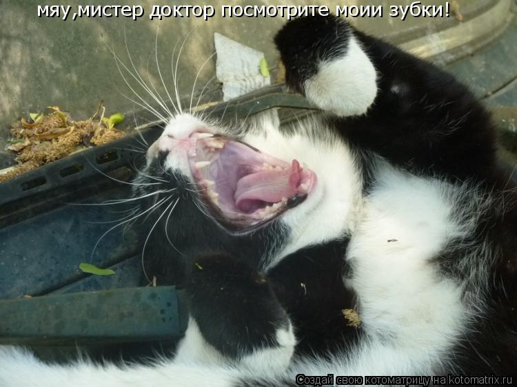 мяу,мистер доктор посмотрите моии зубки!... Котоматрица: мяу,мистер доктор посмотрите моии зубки!