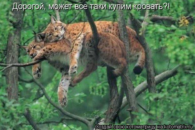 Дорогой, может все таки купим кровать?!... Котоматрица: Дорогой, может все таки купим кровать?!
