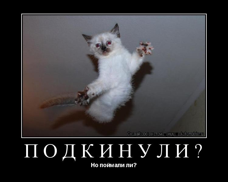 Подкинули? Но поймали ли?... Котоматрица: Подкинули? Но поймали ли?