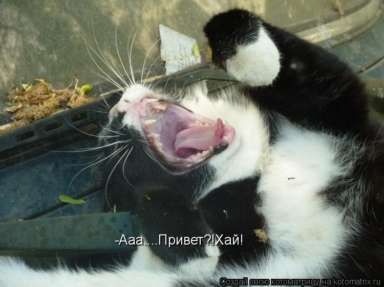 -Ааа....Привет?!Хай!... Котоматрица: -Ааа....Привет?!Хай!