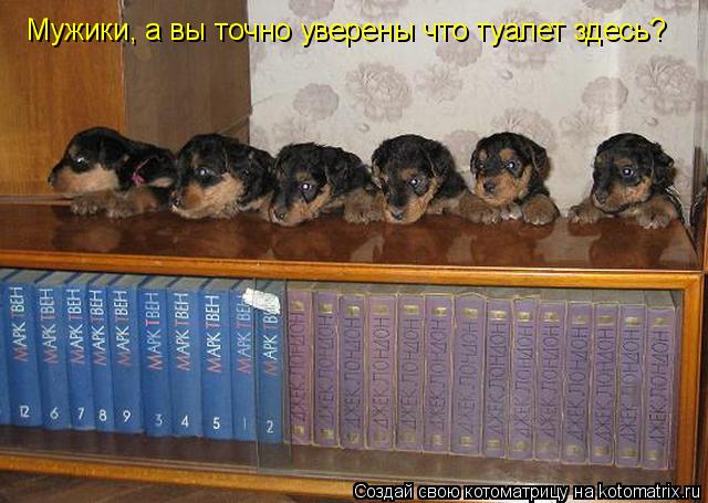 Мужики, а вы точно уверены что туалет здесь?... Котоматрица: Мужики, а вы точно уверены что туалет здесь?