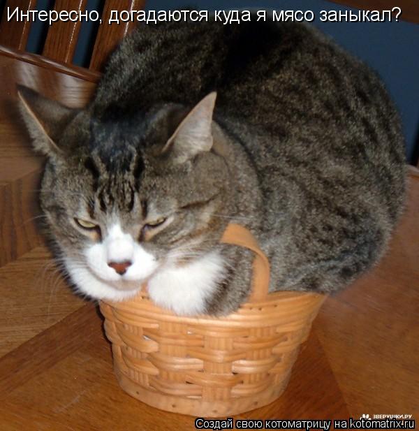 Интересно, догадаются куда я мясо заныкал?... Котоматрица: Интересно, догадаются куда я мясо заныкал?