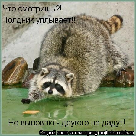Что смотришь?! Полдник уплывает!!! Не выловлю - другого не дадут!... Котоматрица: Что смотришь?! Полдник уплывает!!! Не выловлю - другого не дадут!