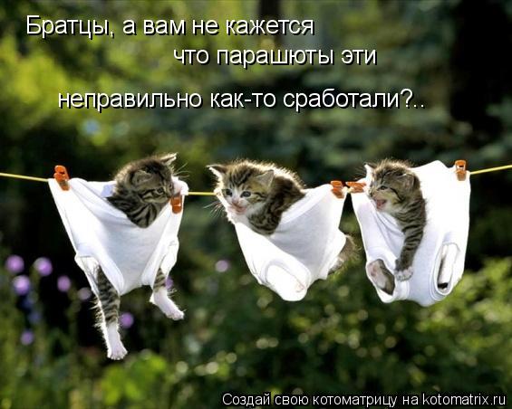 Братцы, а вам не кажется что парашюты эти неправильно как-то сработали?..... Котоматрица: Братцы, а вам не кажется что парашюты эти неправильно как-то сработали?..