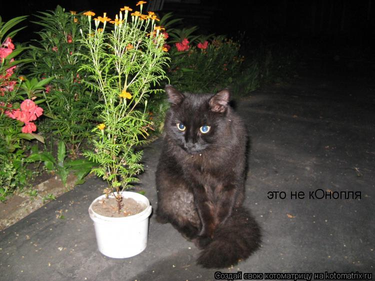 это не кОнопля... Котоматрица: это не кОнопля