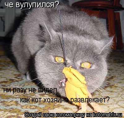 че вулупился? ни разу не видел, как кот хозяина развлекает?... Котоматрица: че вулупился? ни разу не видел, как кот хозяина развлекает?