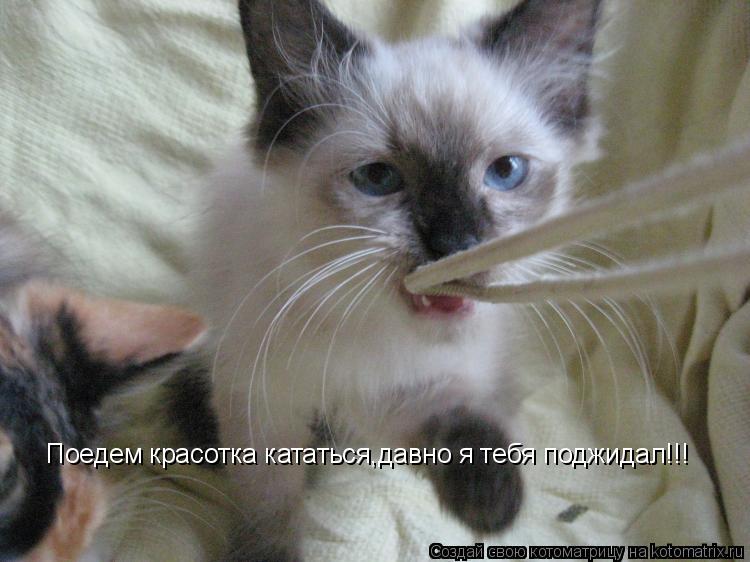 Поедем красотка кататься,давно я тебя поджидал!!!... Котоматрица: Поедем красотка кататься,давно я тебя поджидал!!!