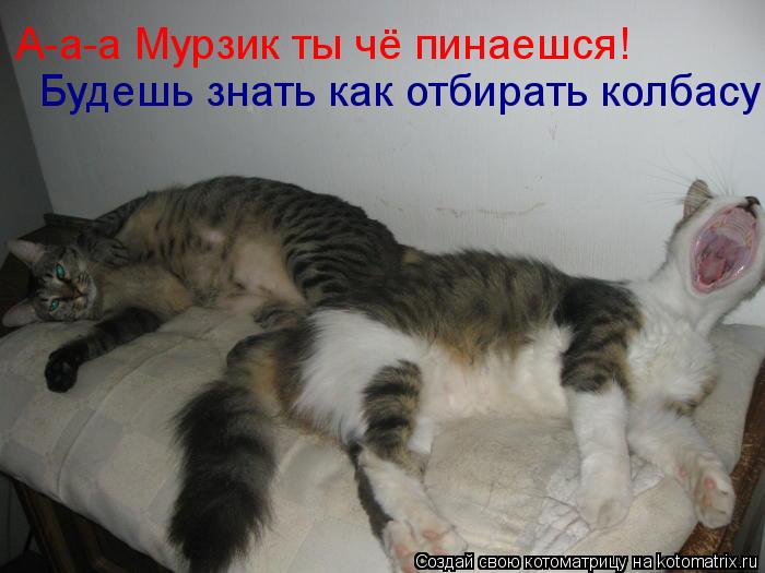 А-а-а Мурзик ты чё пинаешся! Будешь знать как отбирать колбасу... Котоматрица: А-а-а Мурзик ты чё пинаешся! Будешь знать как отбирать колбасу