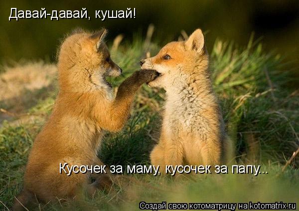 Давай-давай, кушай! Кусочек за маму, кусочек за папу...... Котоматрица: Давай-давай, кушай! Кусочек за маму, кусочек за папу...