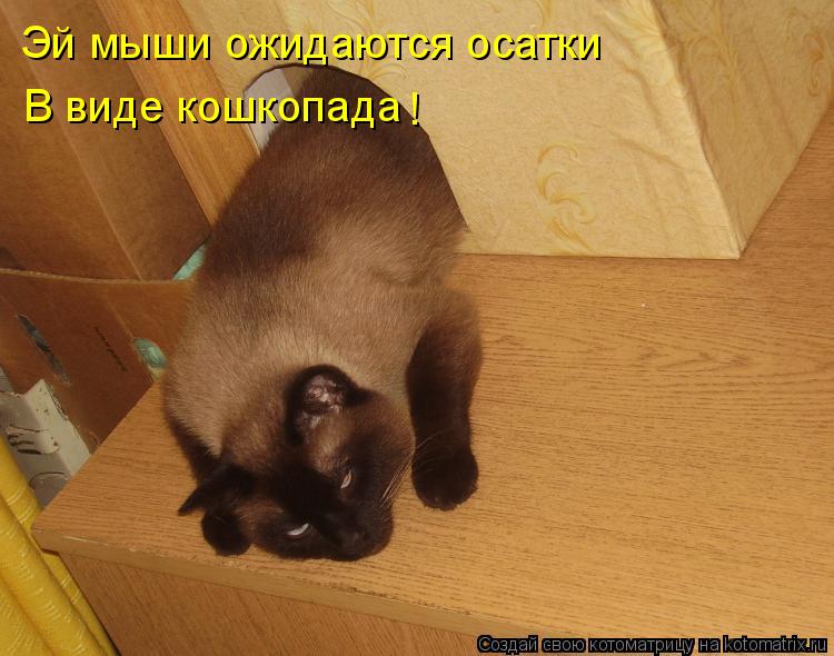 Эй мыши ожидаются осатки В виде кошкопада !... Котоматрица: Эй мыши ожидаются осатки В виде кошкопада !