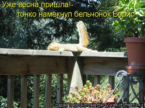 Уже весна пришла!- тонко намекнул бельчонок Борис... Котоматрица: Уже весна пришла!- тонко намекнул бельчонок Борис