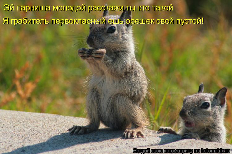 Эй парниша молодой расскажи ты кто такой Я грабитель первокласный ешь орешек свой пустой!... Котоматрица: Эй парниша молодой расскажи ты кто такой Я грабитель первокласный ешь орешек свой пустой!