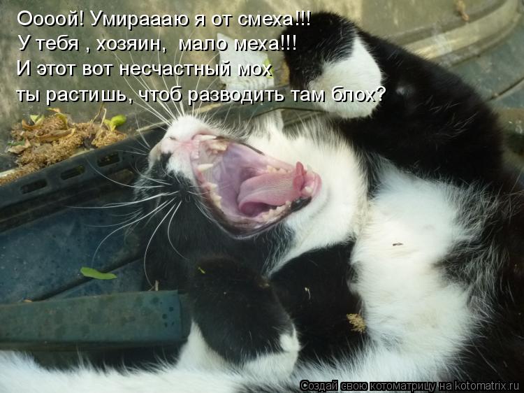 Оооой! Умираааю я от смеха!!! У тебя , хозяин, мало меха!!! И этот вот несчастный мох ты растишь, чт... Котоматрица: Оооой! Умираааю я от смеха!!! У тебя , хозяин, мало меха!!! И этот вот несчастный мох ты растишь, чтоб разводить там блох?