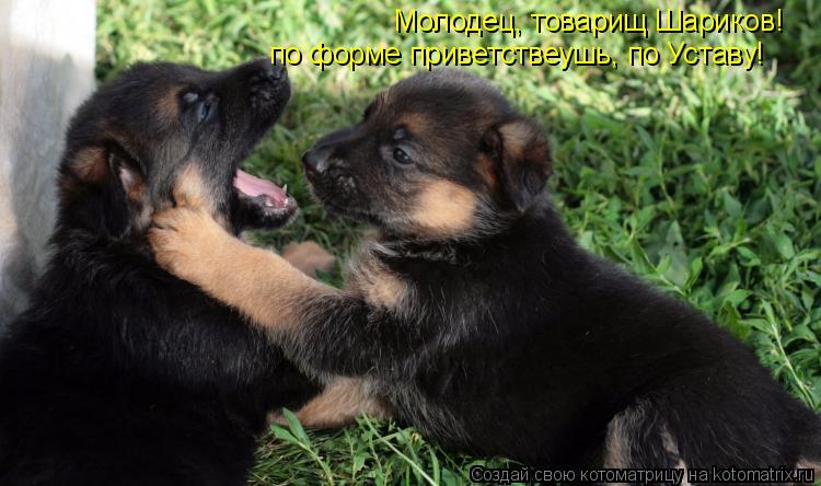 Молодец, товарищ Шариков! по форме приветствеушь, по Уставу!... Котоматрица: Молодец, товарищ Шариков! по форме приветствеушь, по Уставу!