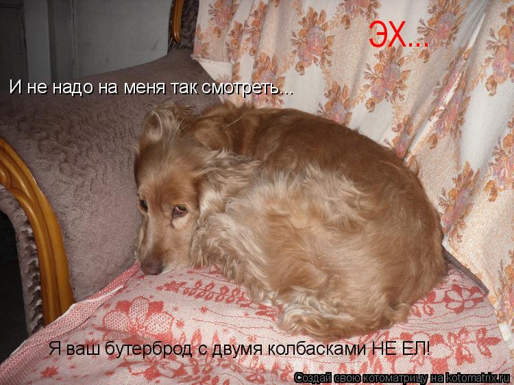 И не надо на меня так смотреть... Я ваш бутерброд с двумя колбасками НЕ ЕЛ! ЭХ...... Котоматрица: И не надо на меня так смотреть... Я ваш бутерброд с двумя колбасками НЕ ЕЛ! ЭХ...
