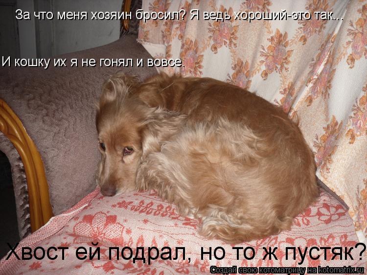 За что меня хозяин бросил? Я ведь хороший-это так... И кошку их я не гонял и вовсе. Хвост ей подрал, ... Котоматрица: За что меня хозяин бросил? Я ведь хороший-это так... И кошку их я не гонял и вовсе. Хвост ей подрал, но то ж пустяк?