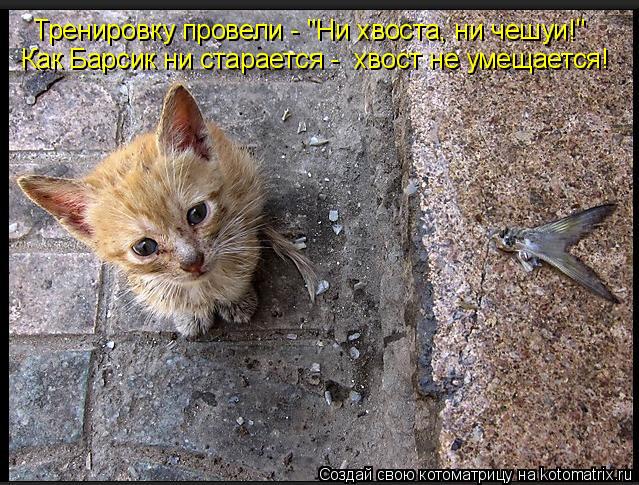 Тренировку провели - "Ни хвоста, ни чешуи!" Как Барсик ни старается - хвост не умещается!... Котоматрица: Тренировку провели - "Ни хвоста, ни чешуи!" Как Барсик ни старается - хвост не умещается!