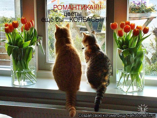 РОМАНТИКА!!!! цветы ёщё бы...КОЛБАСЫ!!!... Котоматрица: РОМАНТИКА!!!! цветы ёщё бы...КОЛБАСЫ!!!