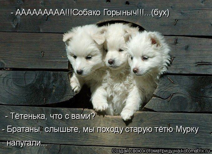 - ААААААААА!!!Собако Горыныч!!!...(бух) - Тётенька, что с вами? - Братаны, слышьте, мы походу старую... Котоматрица: - ААААААААА!!!Собако Горыныч!!!...(бух) - Тётенька, что с вами? - Братаны, слышьте, мы походу старую тётю Мурку напугали...