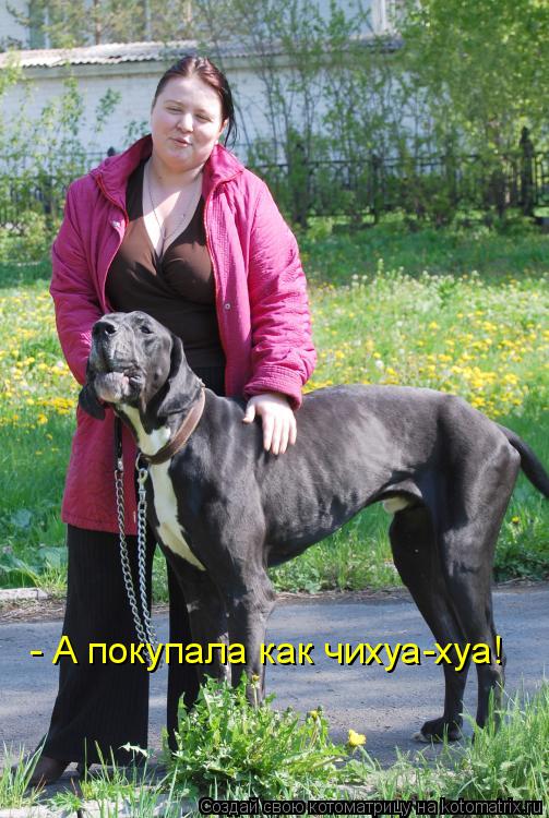 - А покупала как чихуа-хуа!... Котоматрица: - А покупала как чихуа-хуа!
