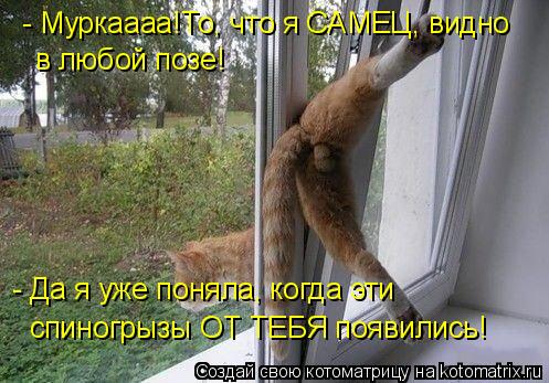 - Муркаааа!То, что я САМЕЦ, видно в любой позе! - Да я уже поняла, когда эти спиногрызы ОТ ТЕБЯ появи... Котоматрица: - Муркаааа!То, что я САМЕЦ, видно в любой позе! - Да я уже поняла, когда эти спиногрызы ОТ ТЕБЯ появились!