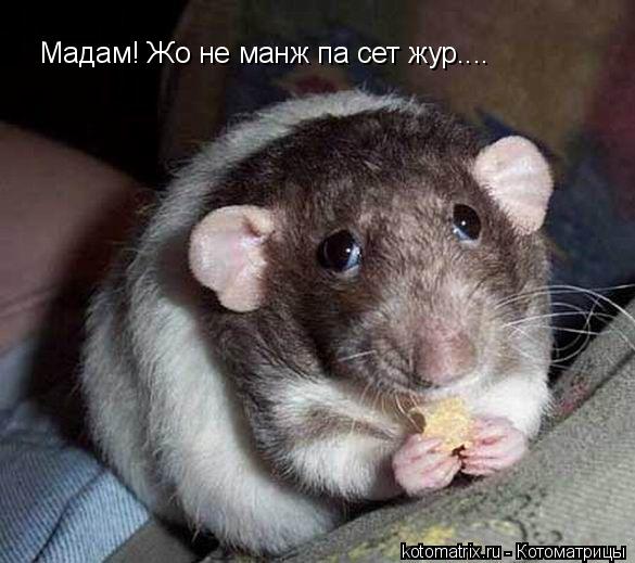 Мадам! Жо не манж па сет жур....... Котоматрица: Мадам! Жо не манж па сет жур....