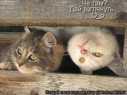 Че там? Дай взглянуть... ...О_о... Котоматрица: Че там? Дай взглянуть... ...О_о
