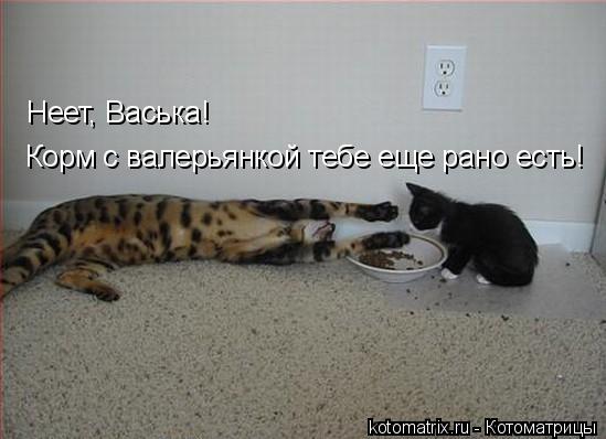 Неет, Васька! Корм с валерьянкой тебе еще рано есть!... Котоматрица: Неет, Васька! Корм с валерьянкой тебе еще рано есть!