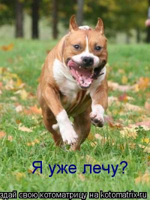 Я уже лечу?... Котоматрица: Я уже лечу?