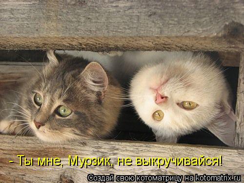 - Ты мне, Мурзик, не выкручивайся!... Котоматрица: - Ты мне, Мурзик, не выкручивайся!