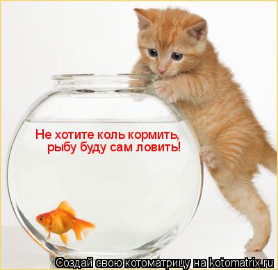 Не хотите коль кормить, рыбу буду сам ловить!... Котоматрица: Не хотите коль кормить, рыбу буду сам ловить!