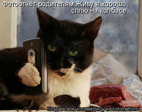 Фотоотчёт родителям:Живу я хорошо, сплю на колбасе...... Котоматрица: Фотоотчёт родителям:Живу я хорошо, сплю на колбасе...