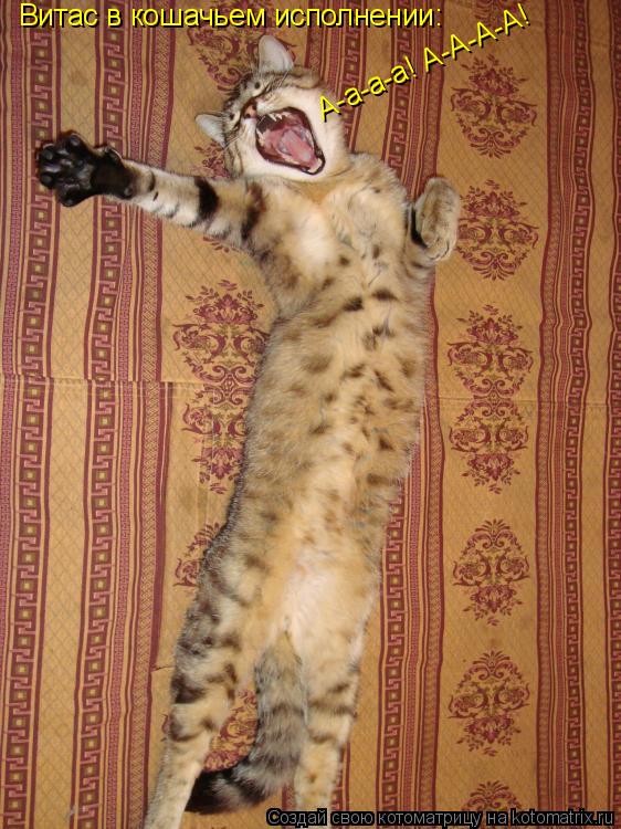 Витас в кошачьем исполнении: А-а-а-а! А-А-А-А!... Котоматрица: Витас в кошачьем исполнении: А-а-а-а! А-А-А-А!