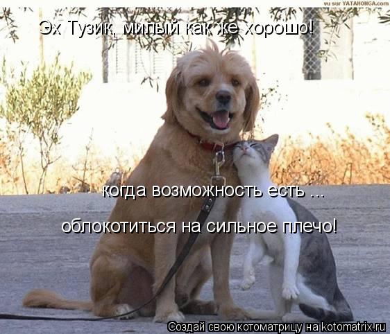 Эх Тузик, милый как же хорошо! когда возможность есть ... облокотиться на сильное плечо!... Котоматрица: Эх Тузик, милый как же хорошо! когда возможность есть ... облокотиться на сильное плечо!