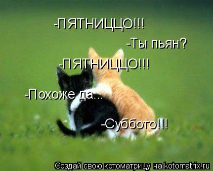 Котоматрица: -ПЯТНИЦЦО!!! -Ты пьян? -ПЯТНИЦЦО!!! -Похоже да... -Суббото!!!