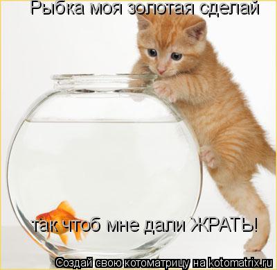 Котоматрица: Рыбка моя золотая сделай  так чтоб мне дали ЖРАТЬ!