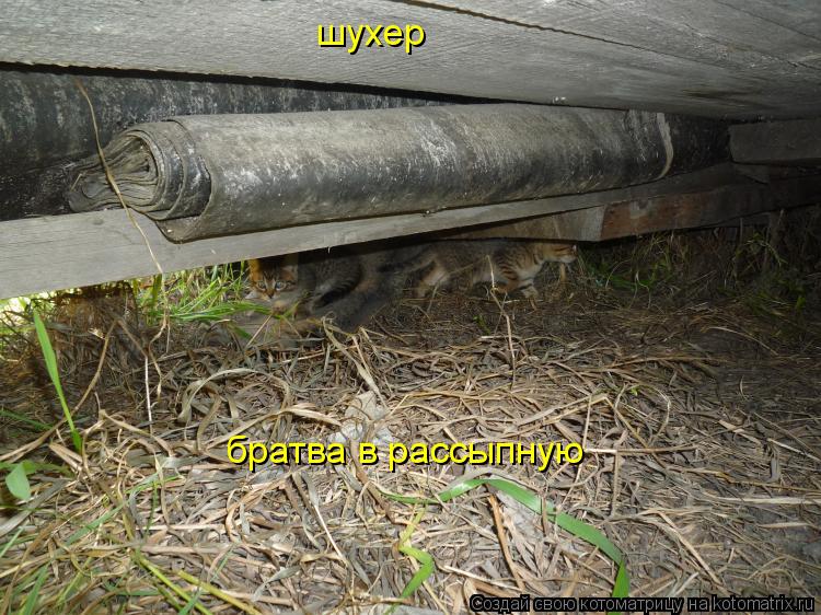 Котоматрица: шухер братва в рассыпную