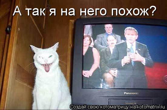 Котоматрица: А так я на него похож?