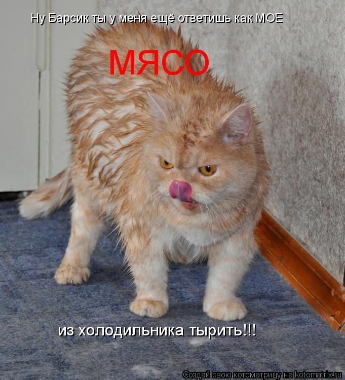 Ну Барсик ты у меня ещё ответишь как МОЕ из холодильника тырить!!! МЯСО... Котоматрица: Ну Барсик ты у меня ещё ответишь как МОЕ из холодильника тырить!!! МЯСО