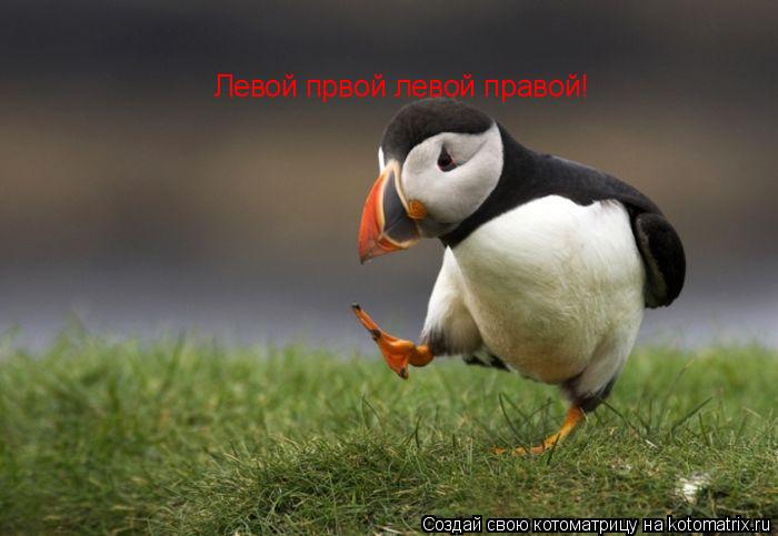 Левой првой левой правой!... Котоматрица: Левой првой левой правой!