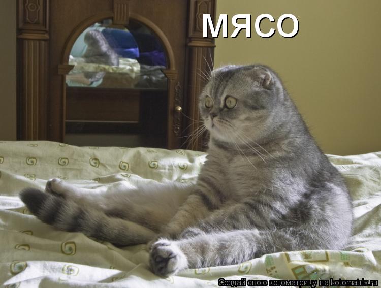 мясо... Котоматрица: мясо