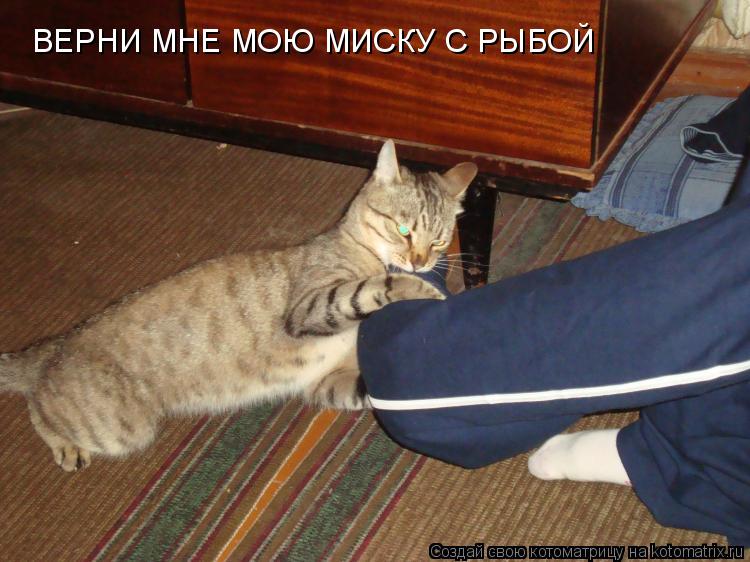 ВЕРНИ МНЕ МОЮ МИСКУ С РЫБОЙ... Котоматрица: ВЕРНИ МНЕ МОЮ МИСКУ С РЫБОЙ