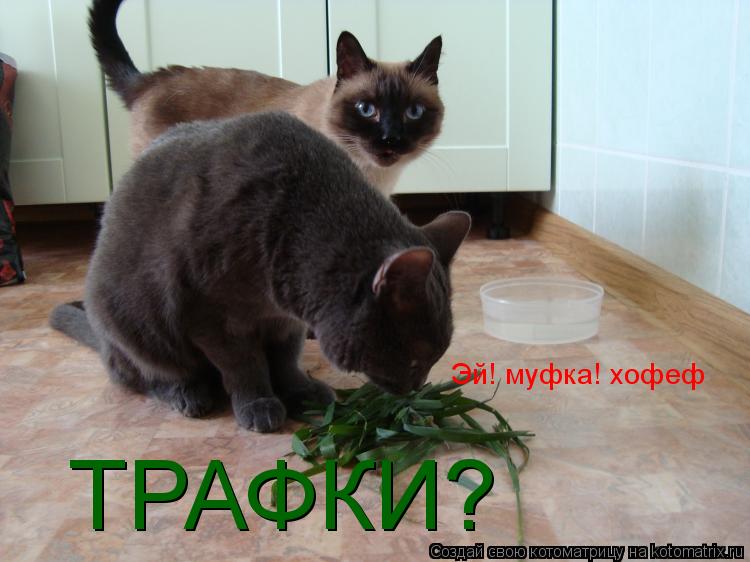 Эй! муфка! хофеф ТРАФКИ?... Котоматрица: Эй! муфка! хофеф ТРАФКИ?