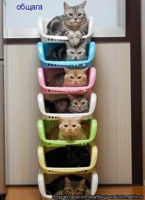 общага... Котоматрица: общага