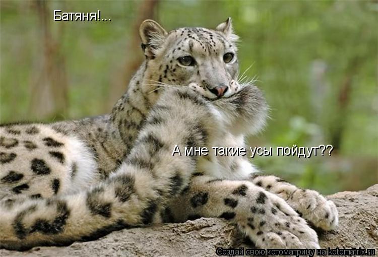 Батяня!... А мне такие усы пойдут??... Котоматрица: Батяня!... А мне такие усы пойдут??