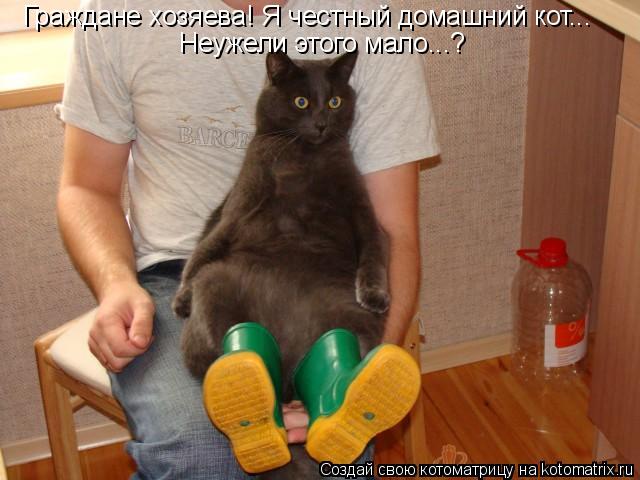 Граждане хозяева! Я честный домашний кот... Неужели этого мало...?... Котоматрица: Граждане хозяева! Я честный домашний кот... Неужели этого мало...?