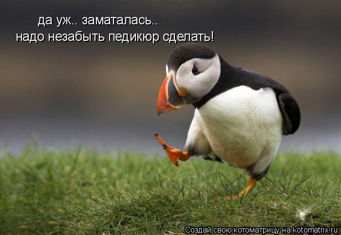 да уж.. заматалась.. надо незабыть педикюр сделать!... Котоматрица: да уж.. заматалась.. надо незабыть педикюр сделать!